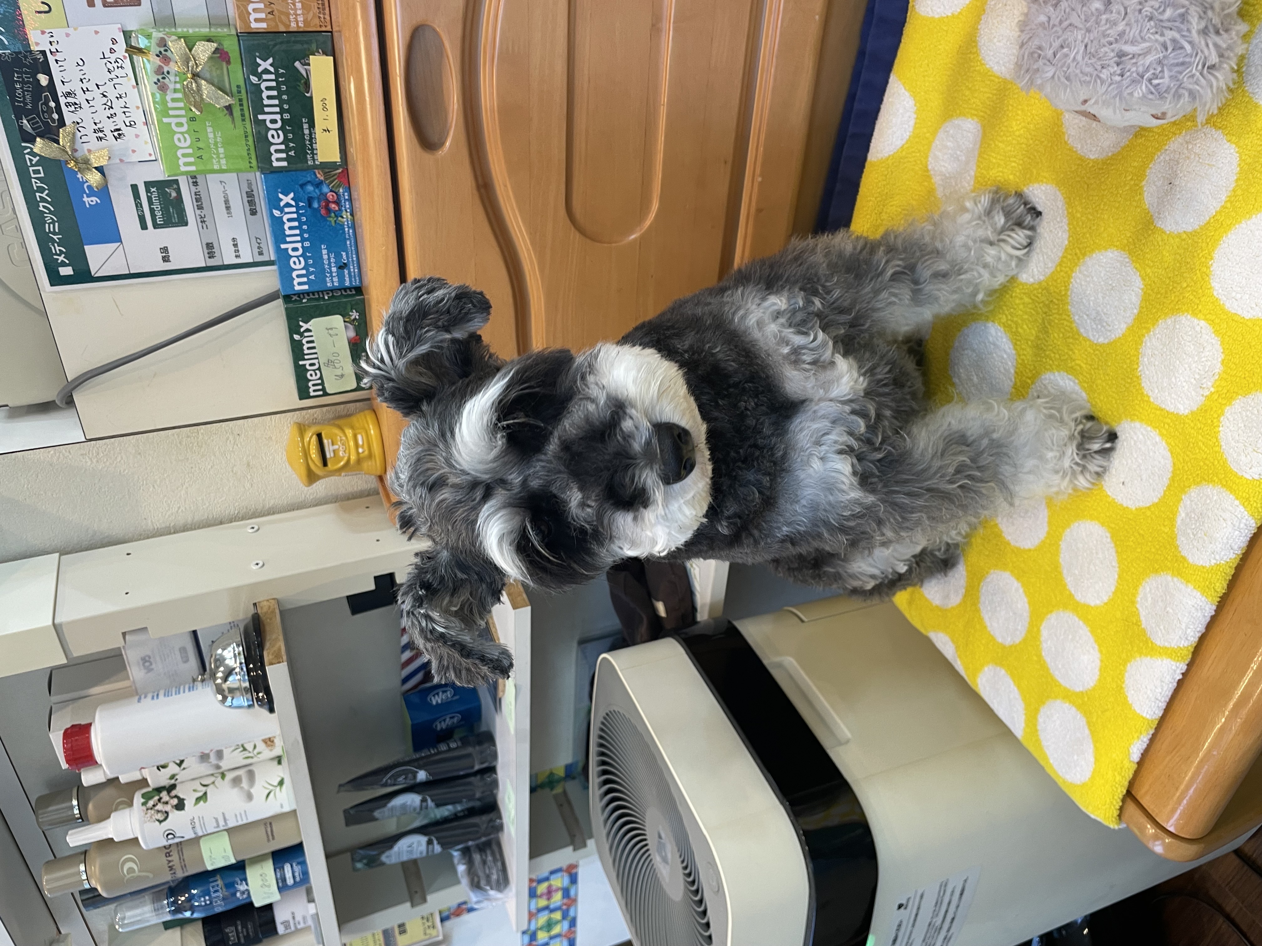 大河原理容店のマスコット犬シュナウザー