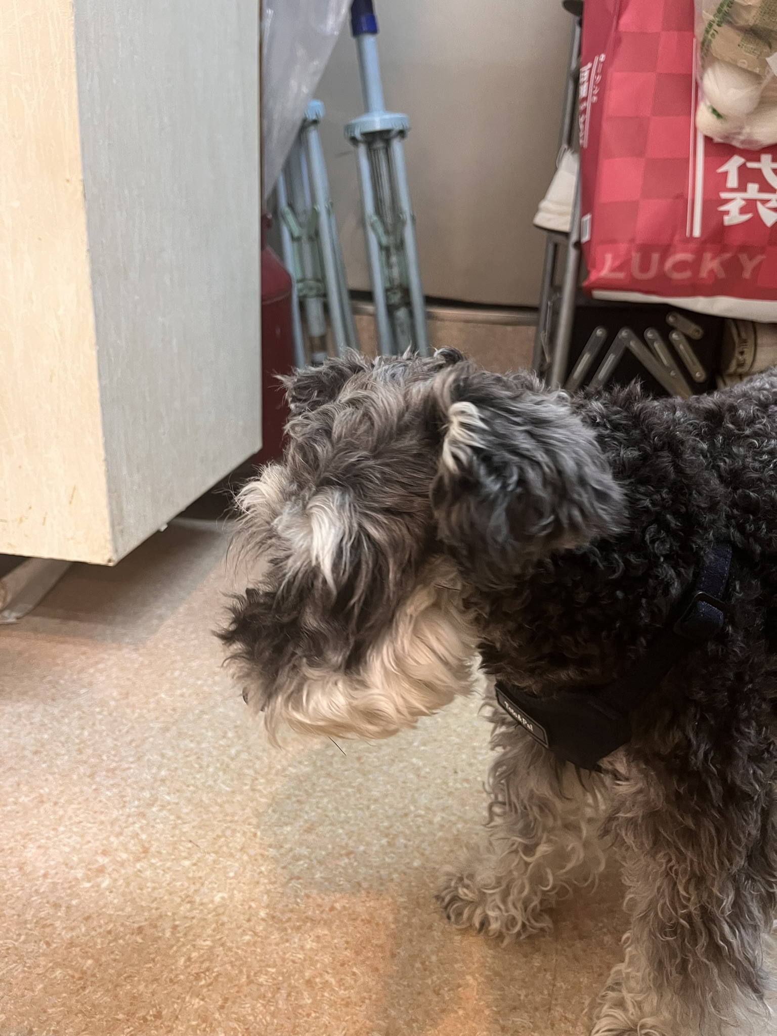 大河原理容店のマスコット犬